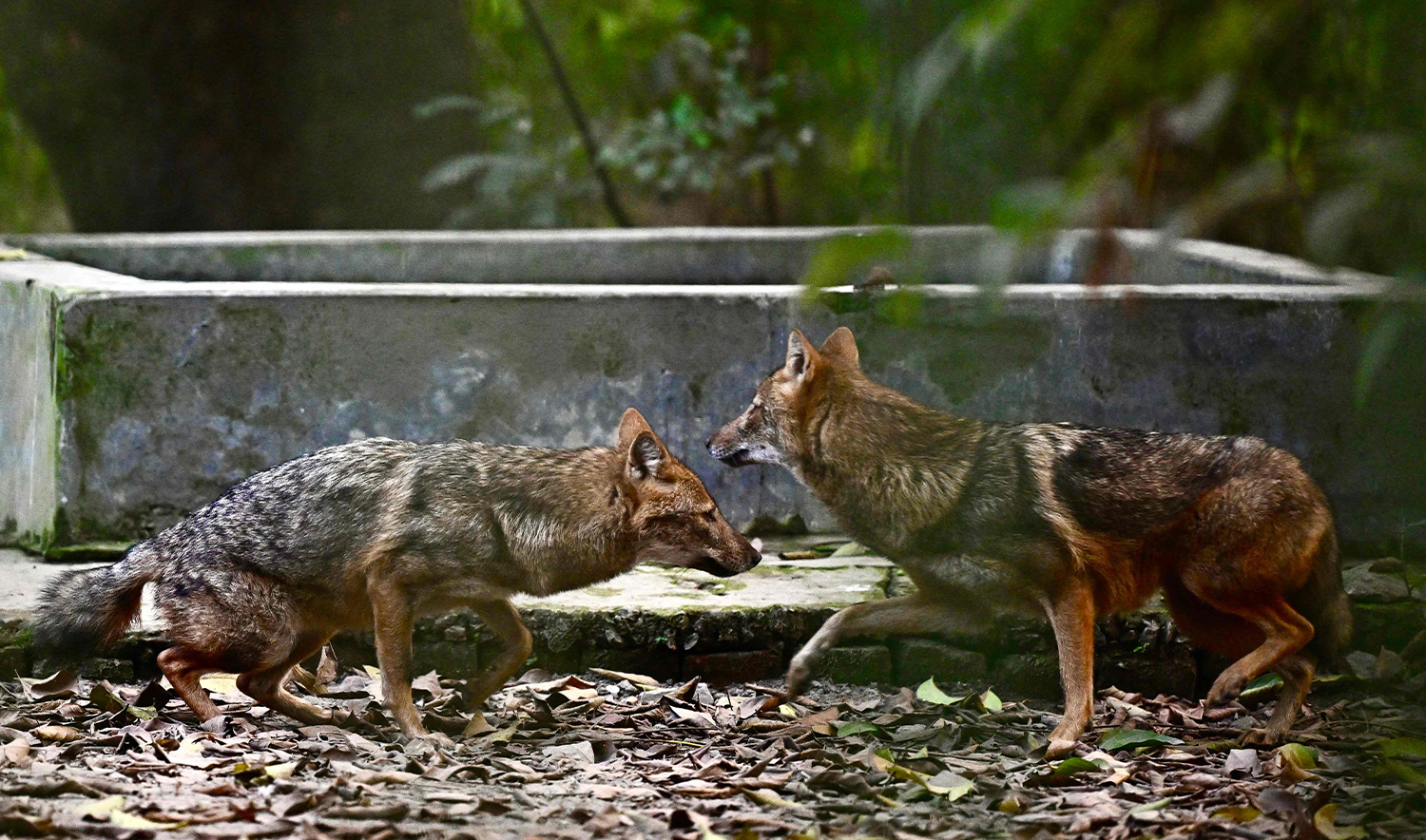 Jackals are seen at the zoo in Dhaka on December 12, 2024. (AFP)