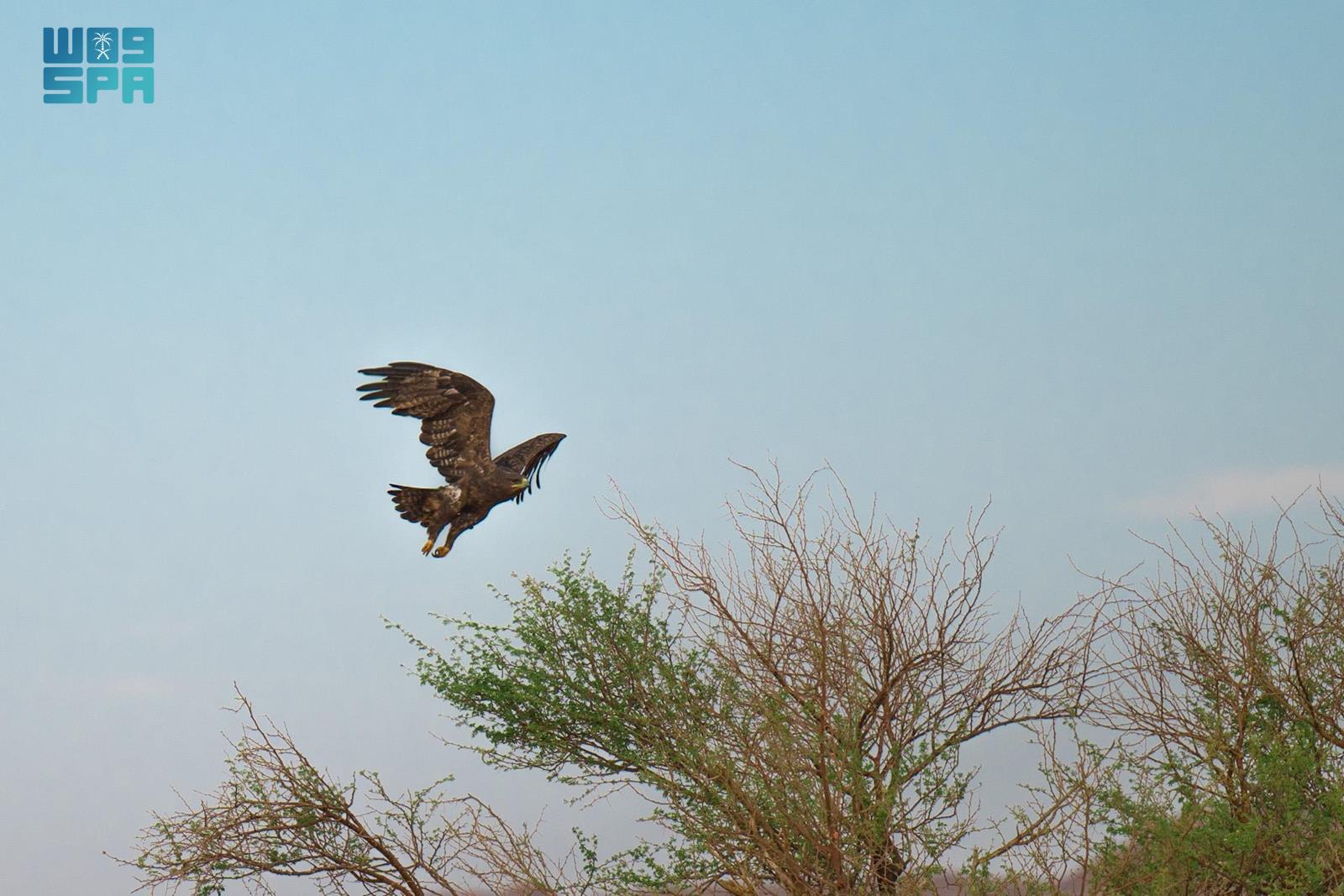 Royal reserve launches falcon habitat project (SPA)