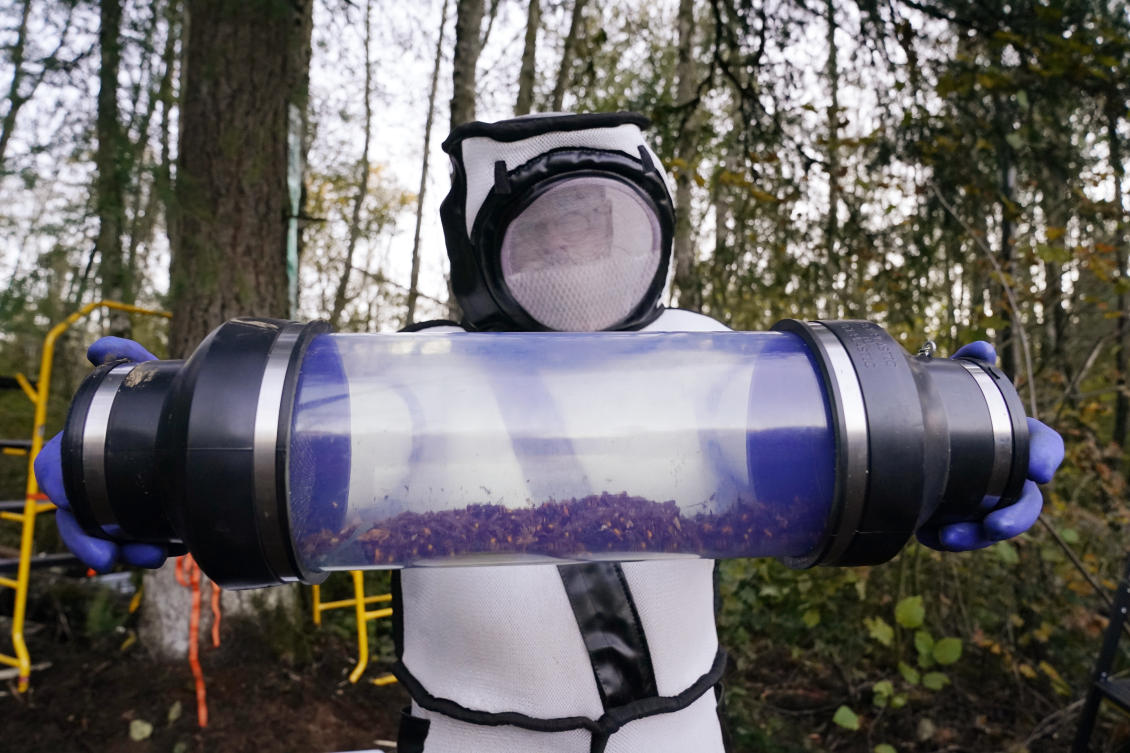 Invasive ‘murder hornets’ are wiped out in the US, officials say