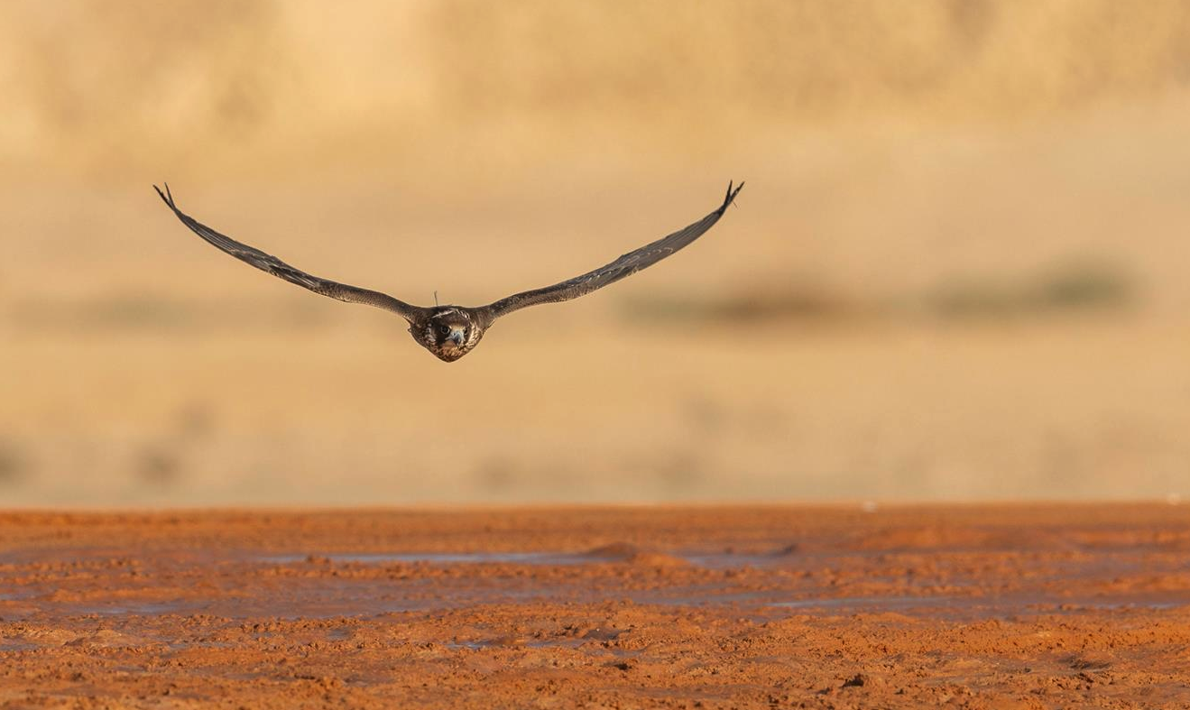 The festival culminated in two rounds of the King’s Sword, the toughest and most lucrative section of the Melwah competition, with total prize pools of SR925,000 for each round. (SPA)