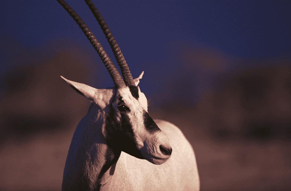 How Saudi organizations are building a sustainable future for wildlife