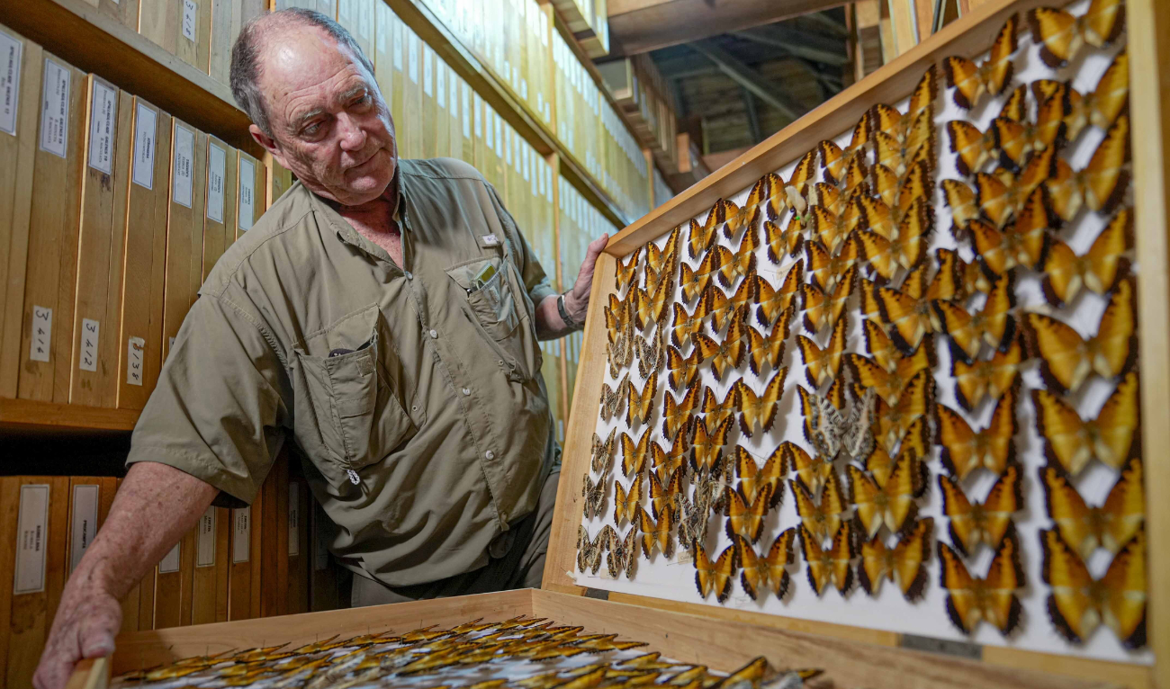 Steve Collins, a butterfly collector and the founder of the African Butterfly Research Institute (ABRI), holds a butterfly collection box in Nairobi, Kenya, Monday, Dec. 9, 2024. (AP)