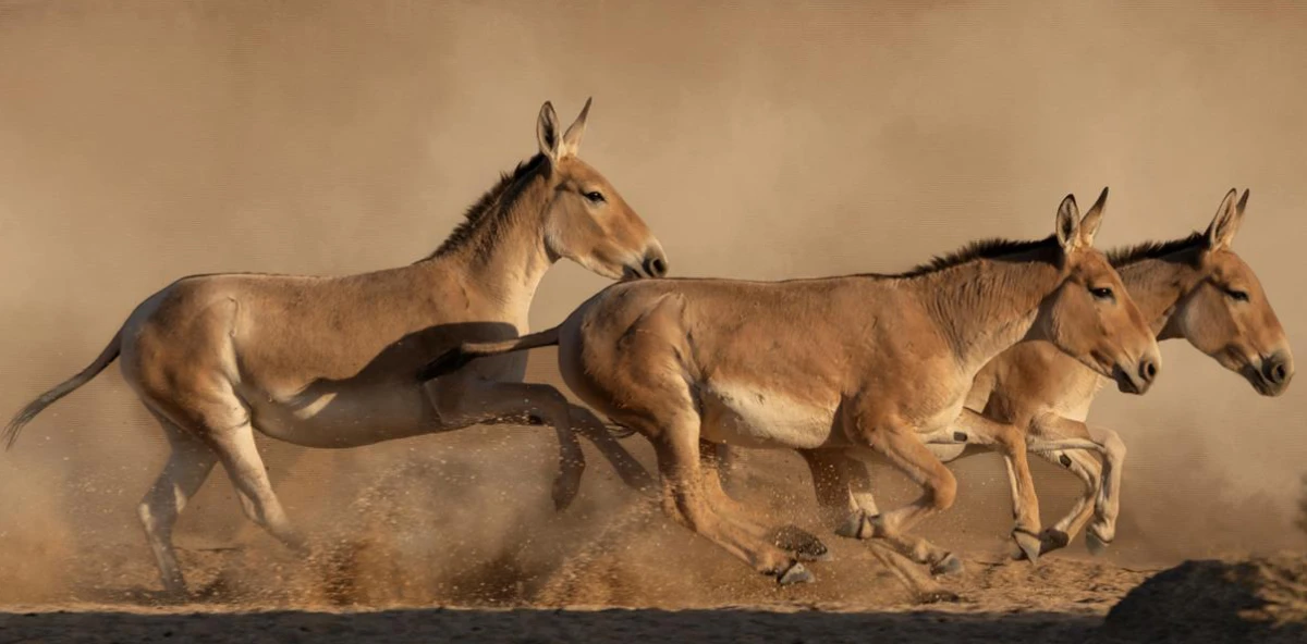 The return of the onager aligns with the reserve’s Integrated Development Management Plan, supporting the Saudi Green Initiative and Vision 2030. (SPA)