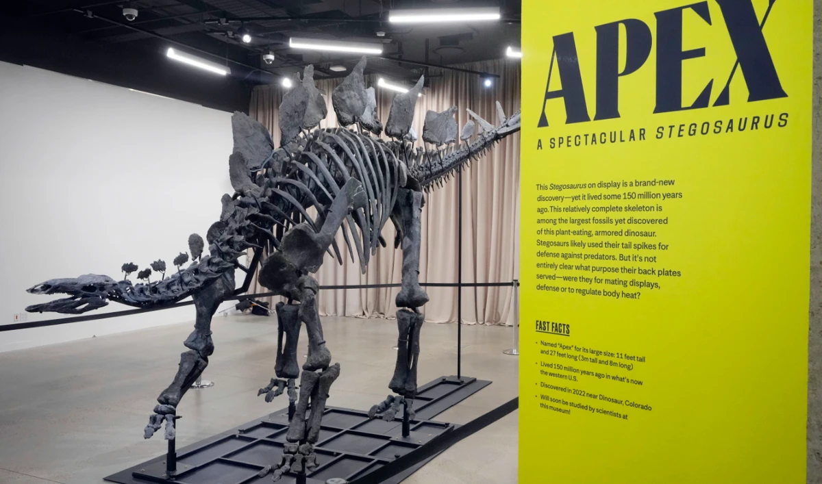 New York museum unveils ‘Apex’ — an almost complete Stegosaurus