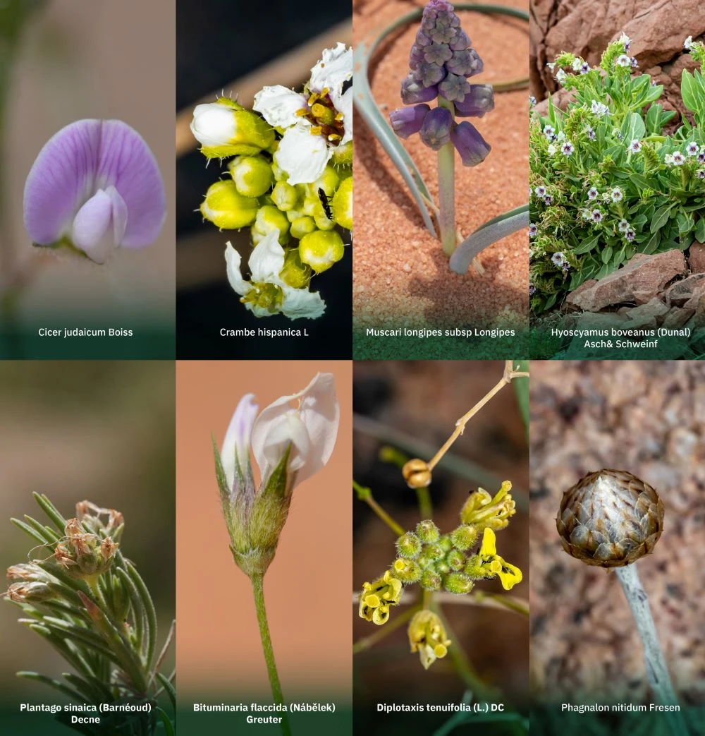 MEWA and NEOM have discovered eight native plant species that were not previously recorded in the Kingdom. (X: @MEWA_KSA)