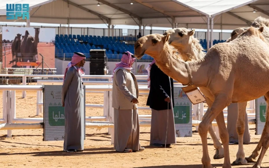 The King Abdulaziz Camel Festival welcomed a diverse group of international tourists from 16 countries on Friday, marking a significant milestone for its ninth edition which is being themed “Pride for its People.” (SPA)