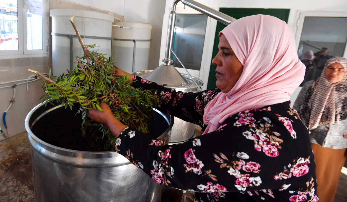 A woman extracts oils from plants at the "Al Baraka" ("Blessing") laboratory in Tbainia village near the city of Ain Drahem, in the north west of Tunisia on November 6, 2024. (AFP)