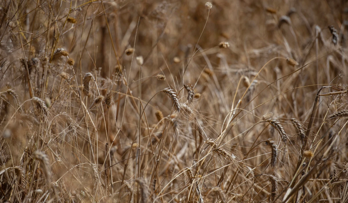 Algeria for years sourced most of its imported wheat from France. (AP file photo)