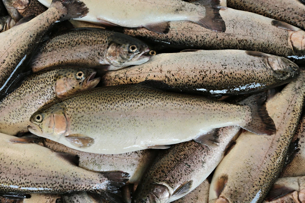 Saudi Arabia strengthens food security with trout farming breakthrough