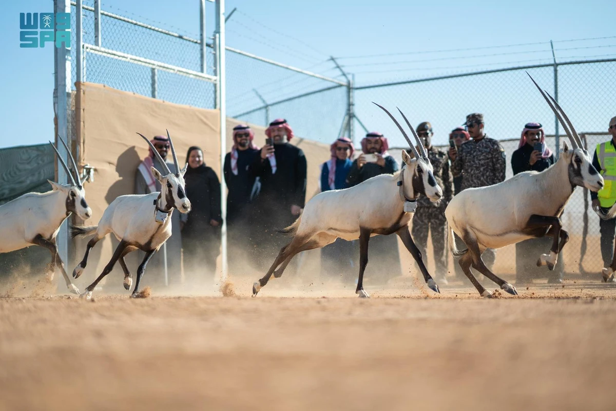 The National Center for Wildlife has released 66 endangered native animals into the King Khalid Royal Reserve in Al-Thumamah region of northeastern Riyadh. (SPA)