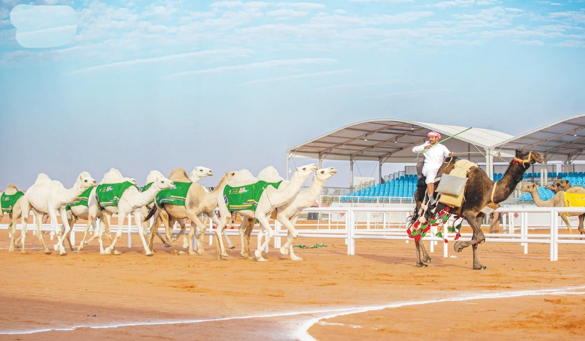 A glimpse from a camel competition held durring the King Abdulaziz Camel Festival in Riyadh on Thursday. (SPA)