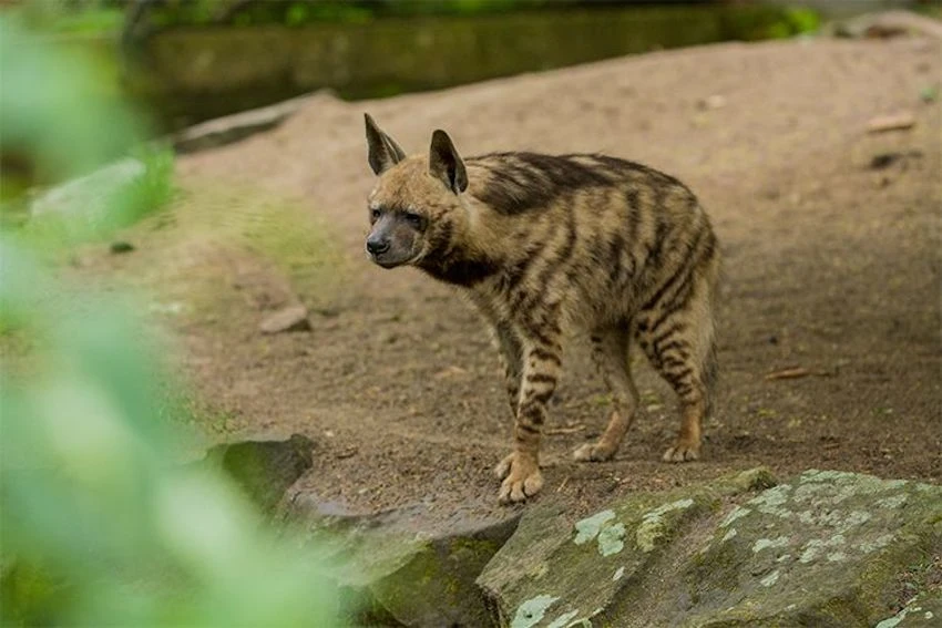 The National Center for Wildlife documented 14 predator species across six families in the Kingdom. (SPA)