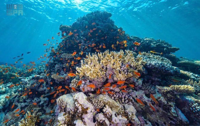 Saudi Arabia on Friday officially assumed its position as secretariat of the International Coral Reef Initiative, an organization that works to protect the planet’s coral reefs. (SPA/File Photo)