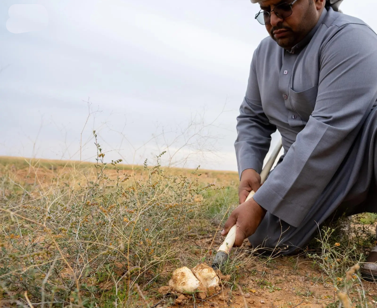 The central region of Qassim is a leading center for the cultivation of the desert truffle. (SPA)