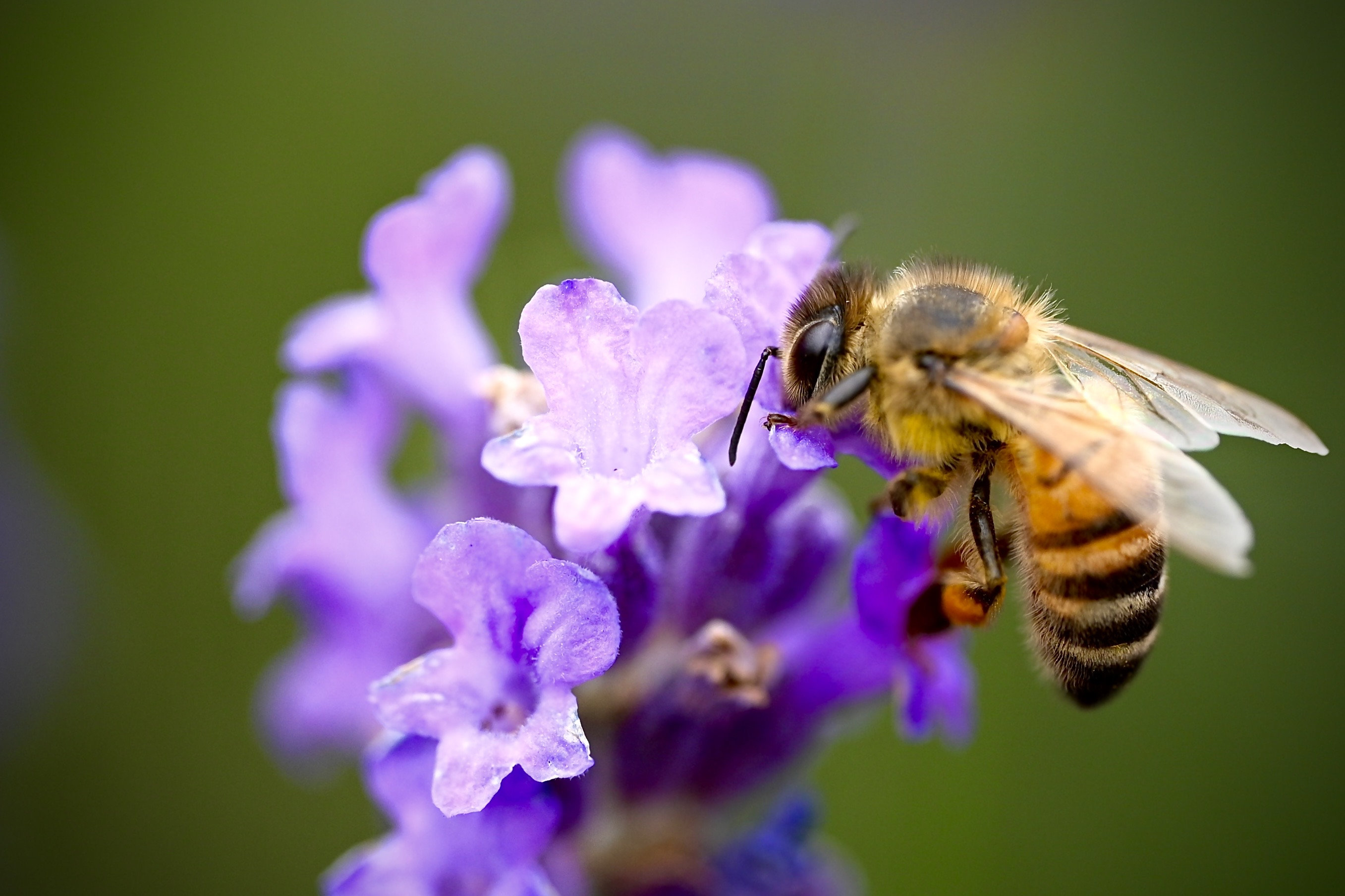 How honeybees drive biodiversity and strengthen ecosystems in Saudi Arabia and beyond