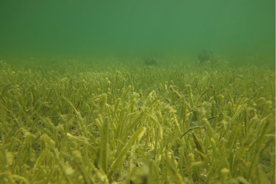 A seagrass meadow in the Red Sea, newly discovered through the tracking of green turtles, showcases the importance of marine ecosystems for carbon capture. (Supplied)
