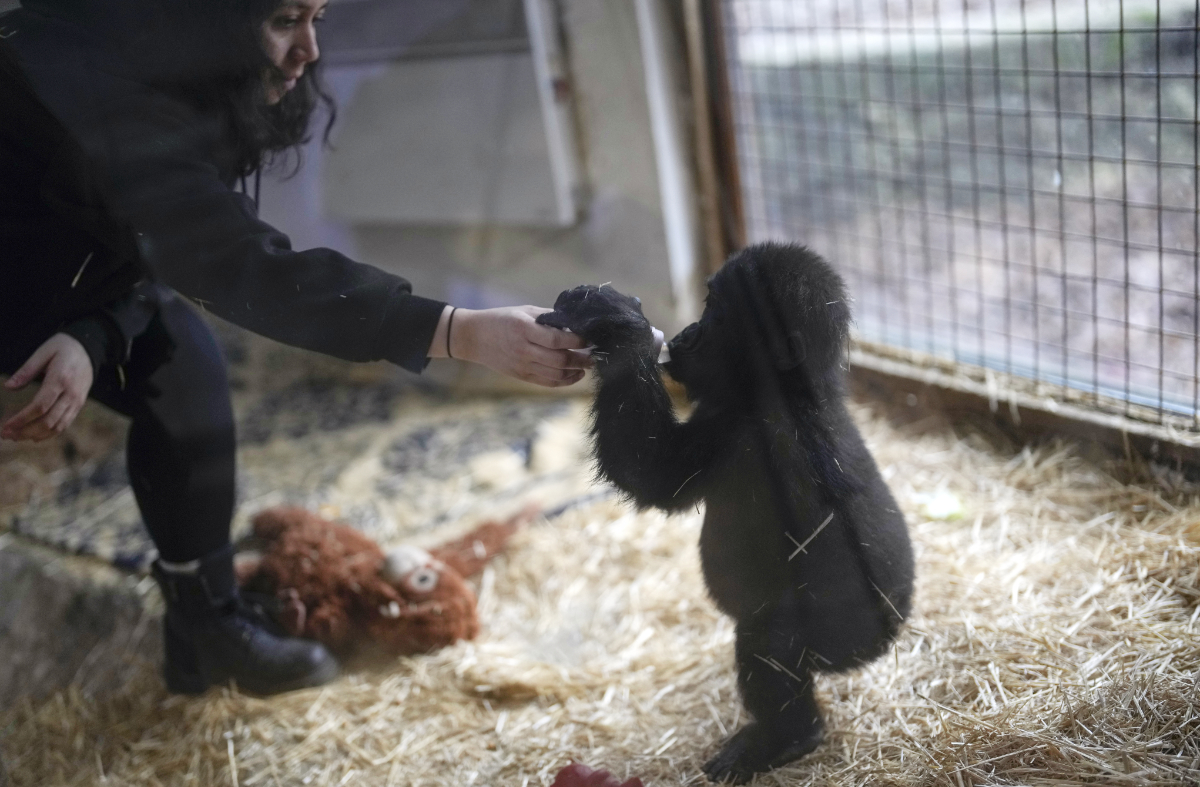 Young gorilla rescued from aircraft hold recovers at Istanbul zoo