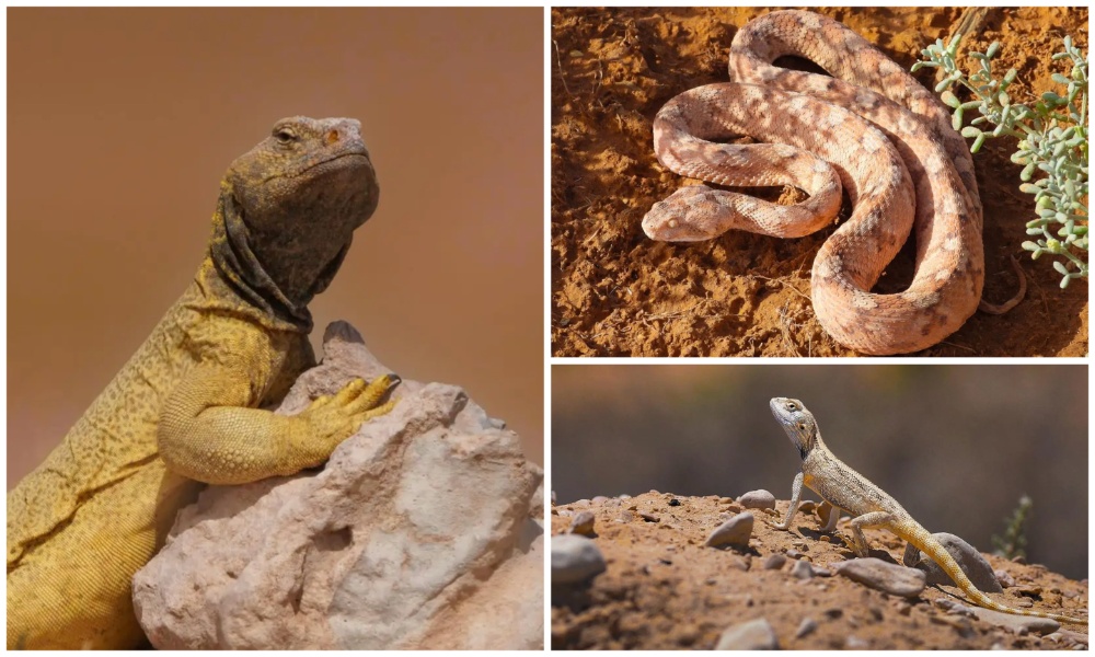 New study documents reptile species in King Abdulaziz Royal Reserve