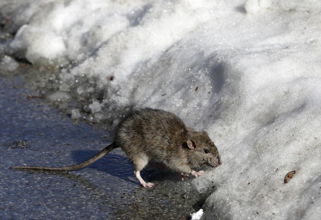Cold snap chills New York City’s rats, and heats up the fight against them