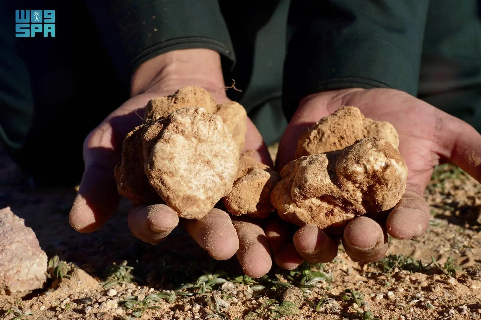 Winter treasures: Truffle hunting in Northern Borders desert