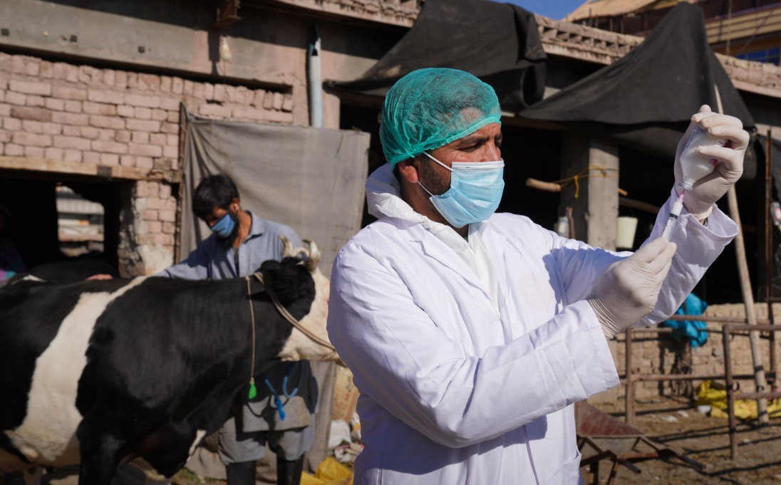 Morocco stops German feed grain imports over foot-and-mouth disease