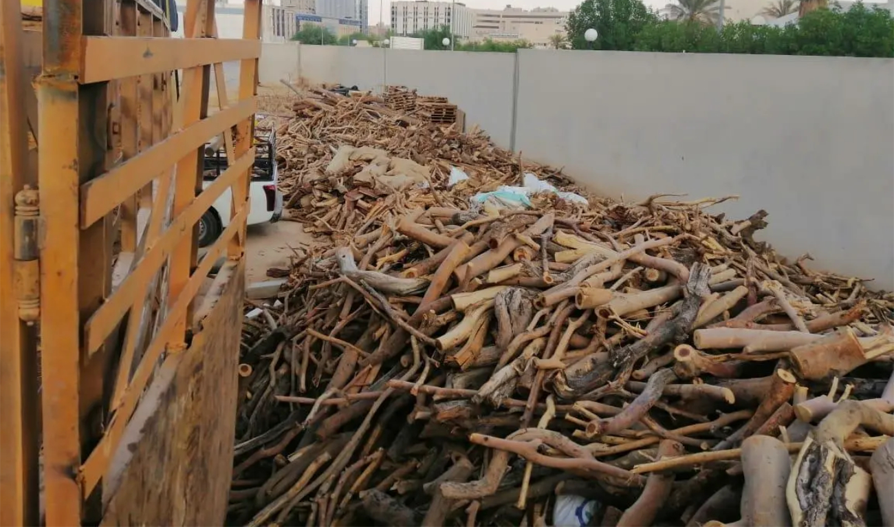 The opportunities focus on recycling reclaimed firewood from logging violations and managing invasive plant species by converting them into alternative economic products. (SPA/File)