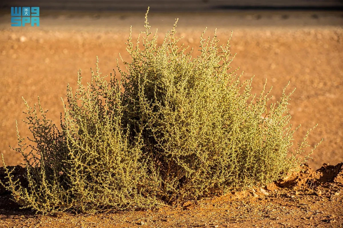 Salsola, an evergreen shrub preferred by camels and traditionally used for treating certain skin disorders, grows in deserts and arid regions. (SPA)