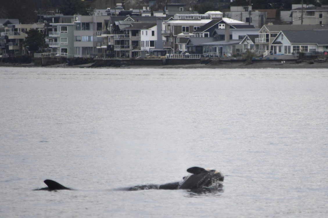 The orca known as J35 (Tahlequah) carries the carcass of her dead calf in the waters of Puget Sound off West Seattle, Washington, on Wednesday, Jan. 1, 2025. (Candice Emmons/NOAA Fisheries via AP)