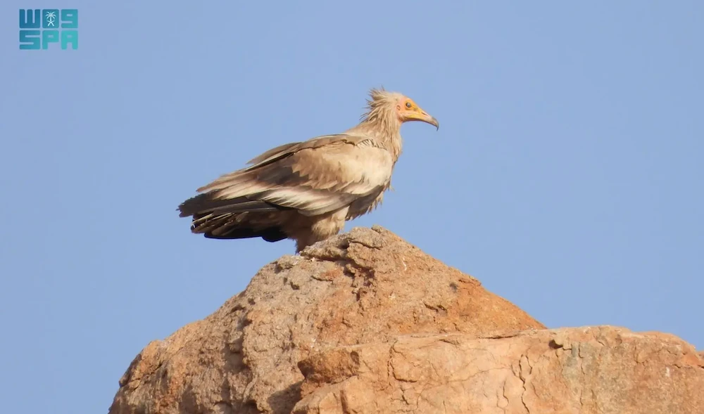The King Salman bin Abdulaziz Royal Reserve Development Authority has reported significant nesting activity of the endangered Egyptian Vulture (Neophron percnopterus) within the reserve’s natural habitats. (SPA)