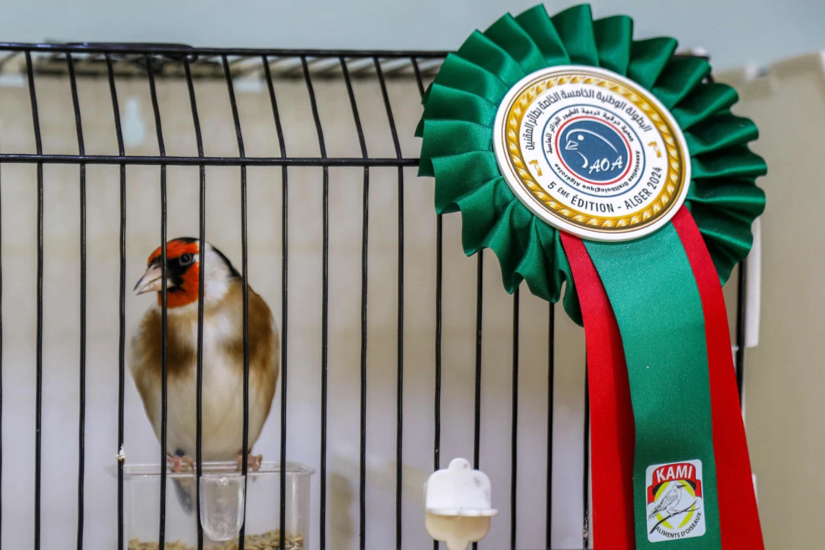 Algerians campaign to save treasured songbird from hunters