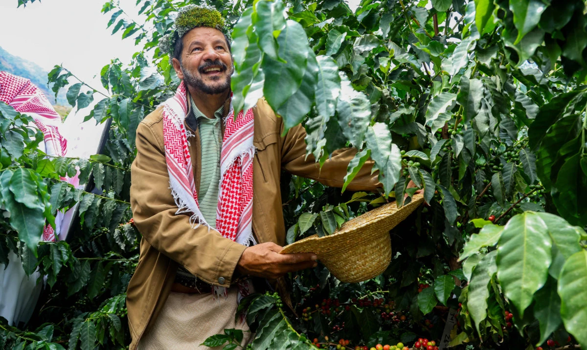 This year, entrants from Jazan, Baha, Muhayil Asir and Rijal Almaa will get a platform to showcase their finest green coffee and brews.