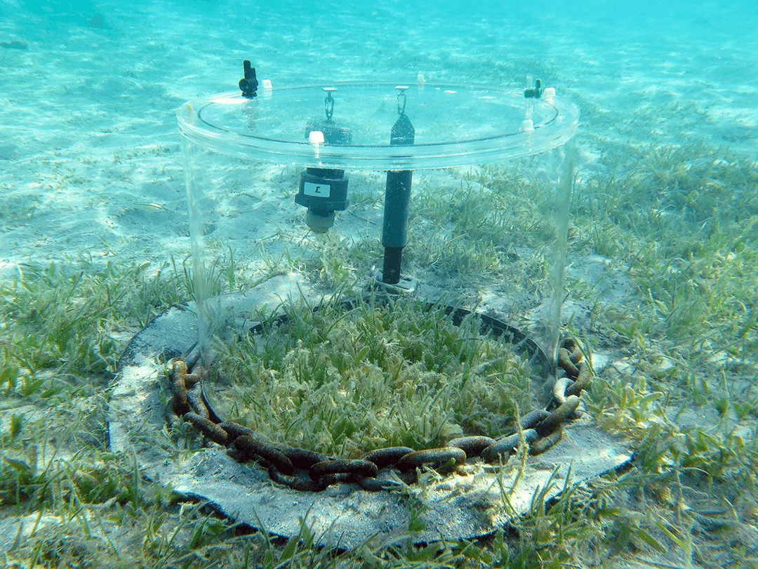 KAUST scientists use an in-situ incubation chamber to measure calcium carbonate dissolution, photosynthesis and the respiration rates of seagrass. (Photo courtesy of KAUST)