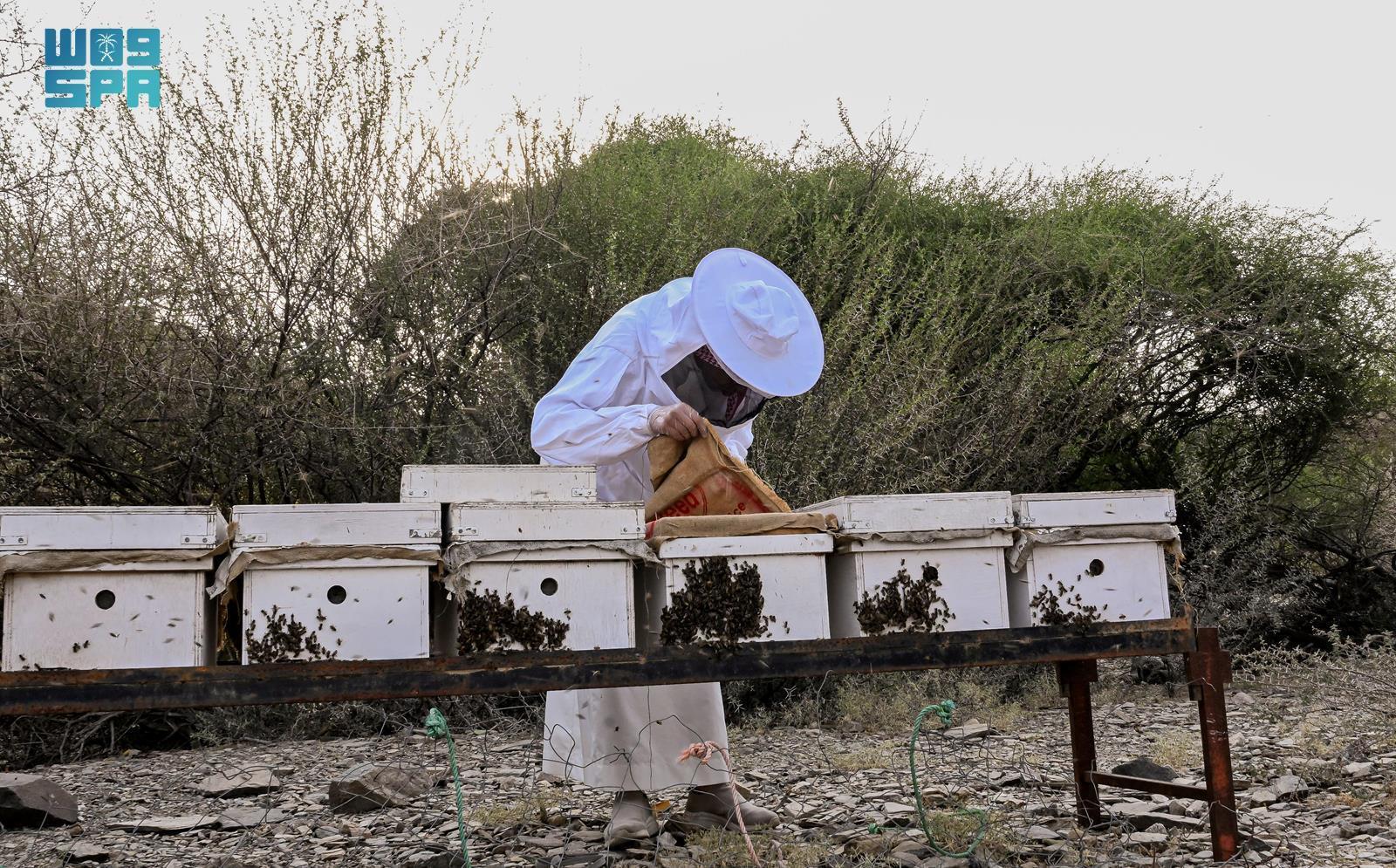 The region produces 20 percent of the Kingdom’s honey annually, totaling around 1,000 tonnes across 15 varieties. (SPA)