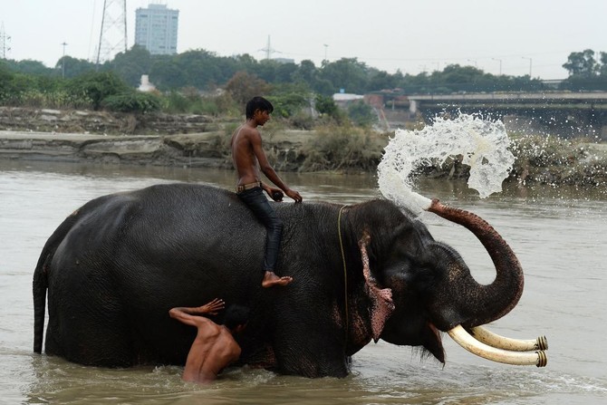 German tourist killed by wild elephant in India