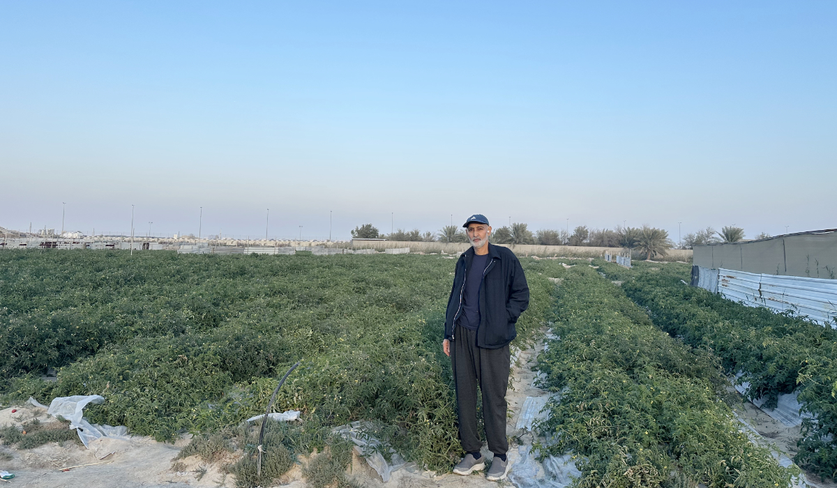 Farmer Saeed Sulail is pictured here at a Ramsi tomato farm in Qatif. (AN photo by Hind Alkhunaizi)