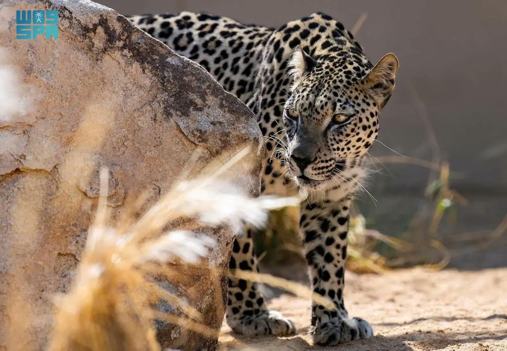 Saudi organizations and embassies around the world marked World Arabian Leopard Day on Monday. (SPA)
