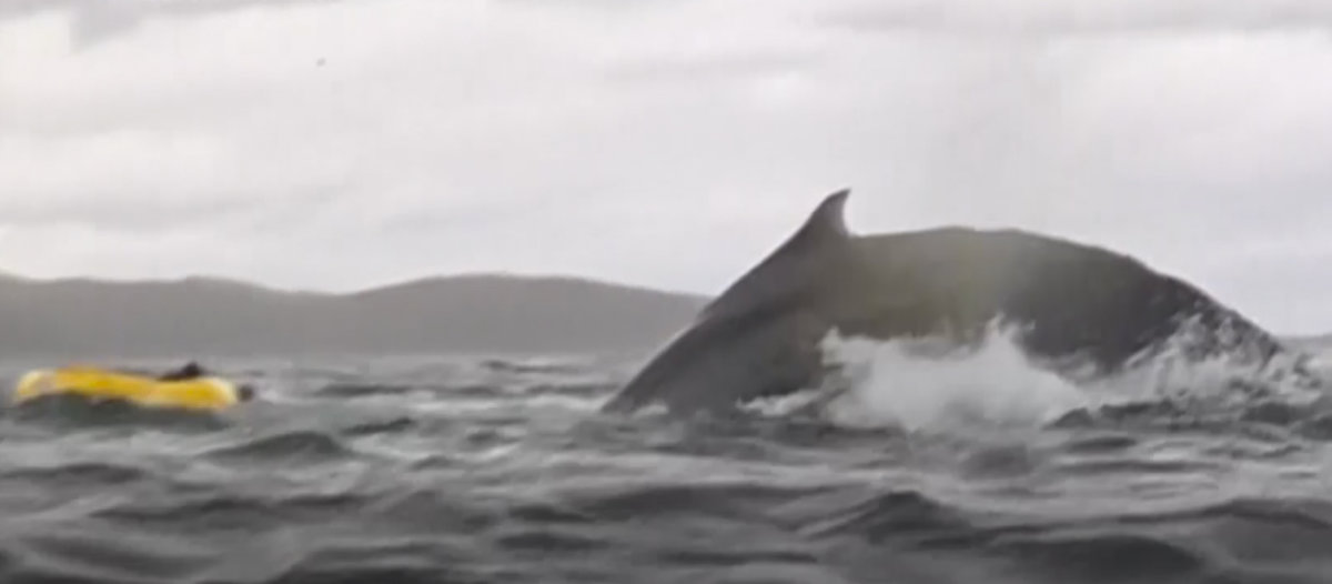 A humpback whale briefly swallows kayaker in Chilean Patagonia — and it’s all captured on camera