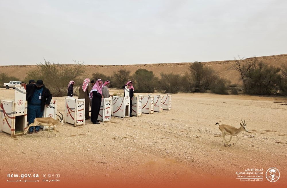 NCW has released 10 endangered Arabian sand gazelles into Thadiq National Park. (X/@NCW_center)