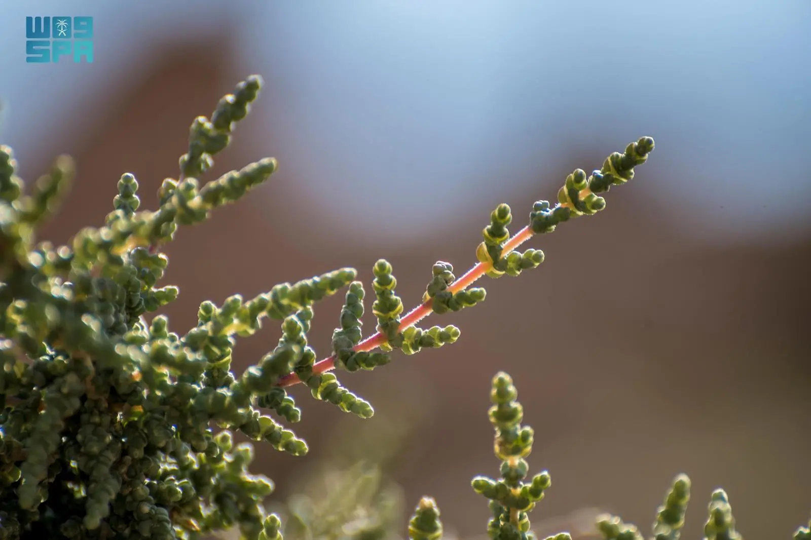 Salsola tetrandra shrub reappears in Northern Borders after decades-long absence