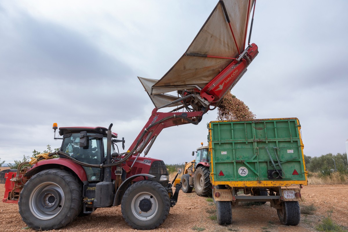 A farmer harvests pistachios in his farm in Manzanares, in the central region of Castilla-La Mancha, on September 25, 2024.(AFP)
