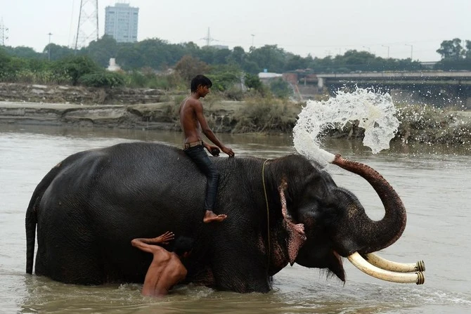 German tourist killed by wild elephant in India