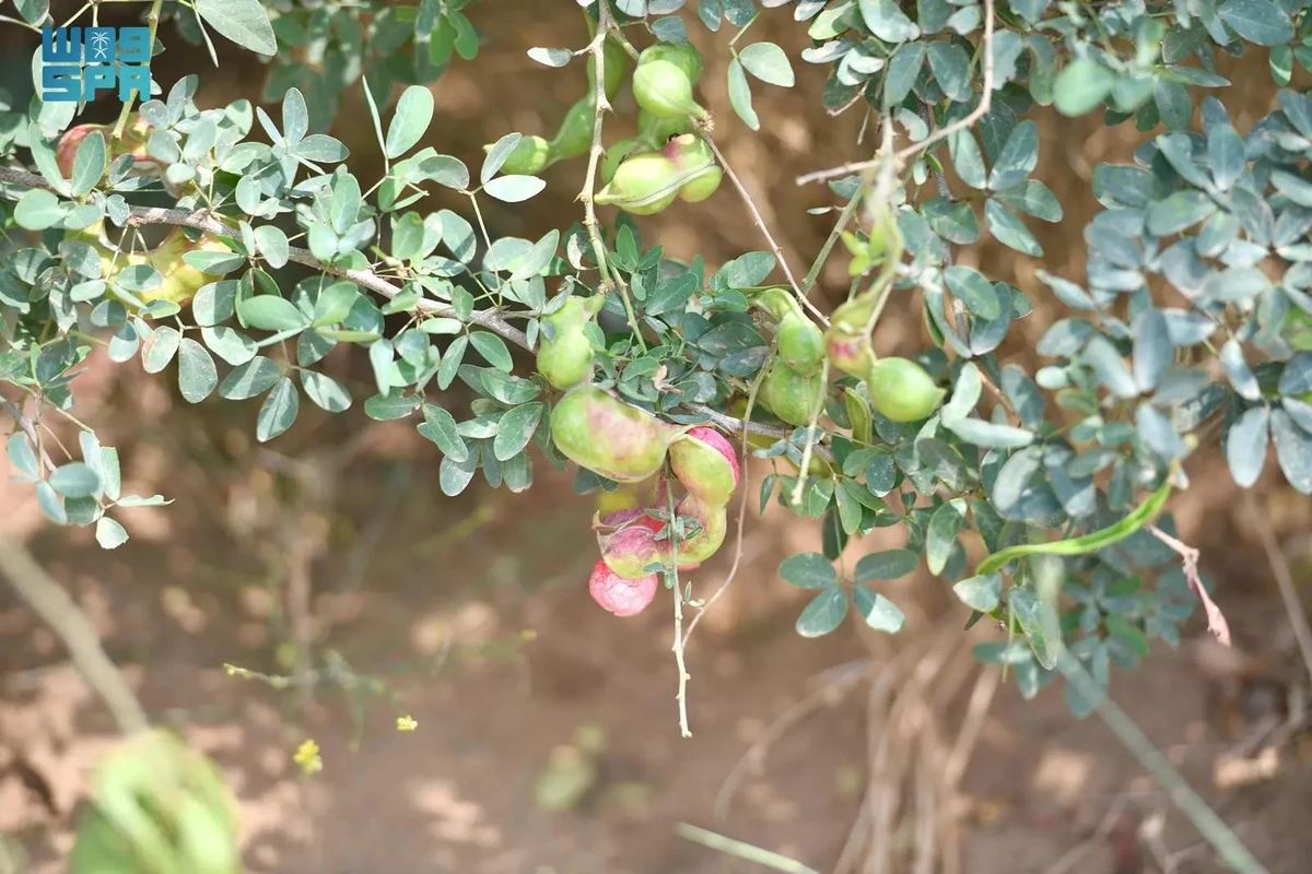 Indian almonds play a significant role in Jazan’s agricultural identity, thriving in the region’s warm environment and tropical climate, which foster their growth and bloom. (SPA)