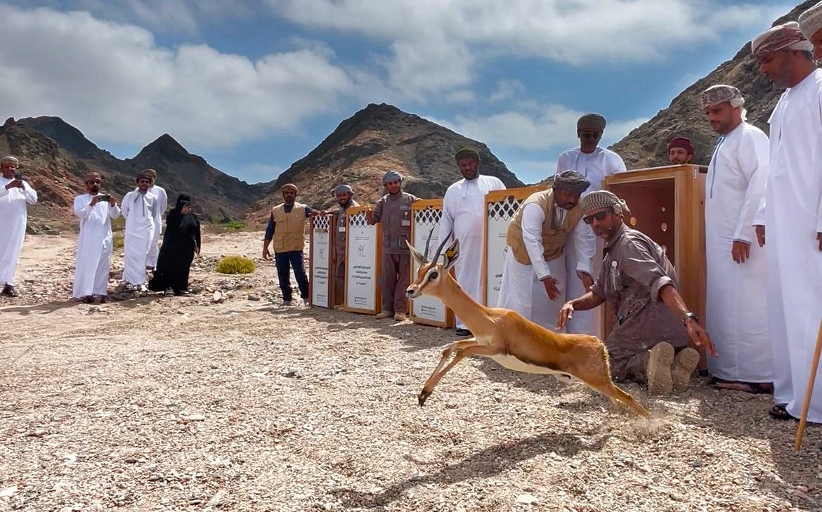The 12 gazelles released came from the Wildlife Reserve in Al-Wusta, central Oman, Feb. 25. (ONA)