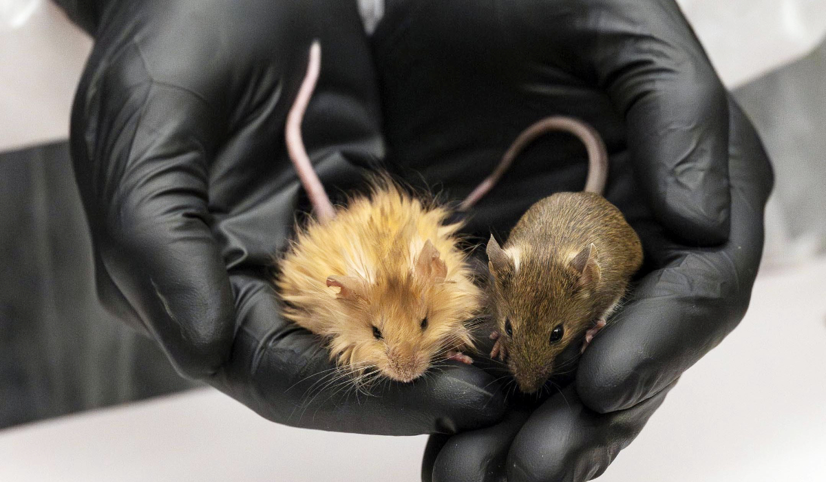 In this Feb 2025 photo provided by Colossal Biosciences are genetically edited mice with long, thick, woolly hair at a lab in Dallas, Texas. (AP)