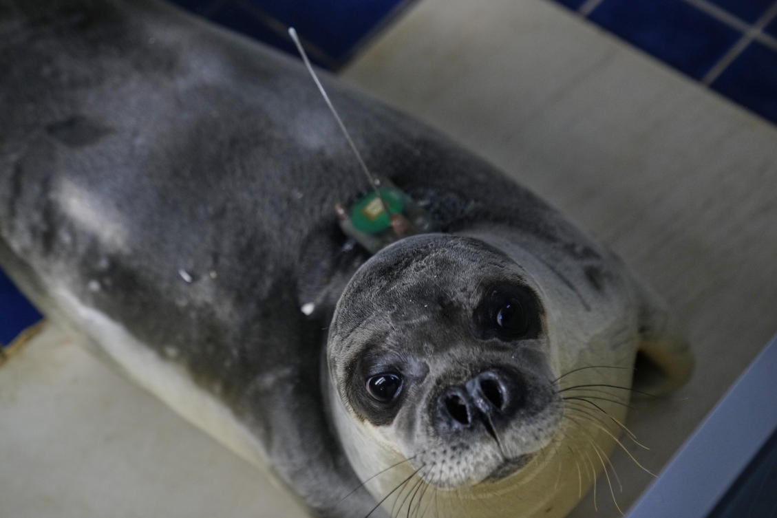 The cute whiskers are back on. Rare Mediterranean monk seals cared for in a Greek rehab center