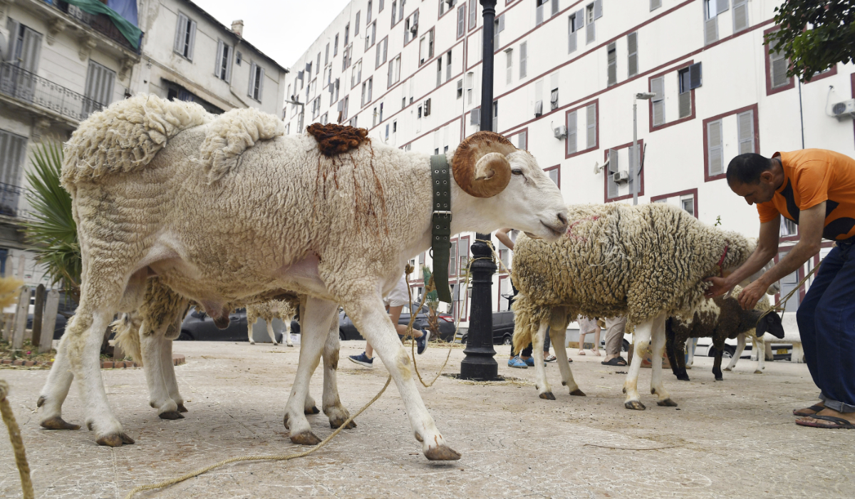 Sheeps are for sale in a northern district of Algiers, Saturday June 8, 2024, ahead of the Eid al-Adha, or "Feast of Sacrifice," when Muslims around the world slaughter sheep and cattle in remembrance of Abraham's near-sacrifice of his son. (AP)