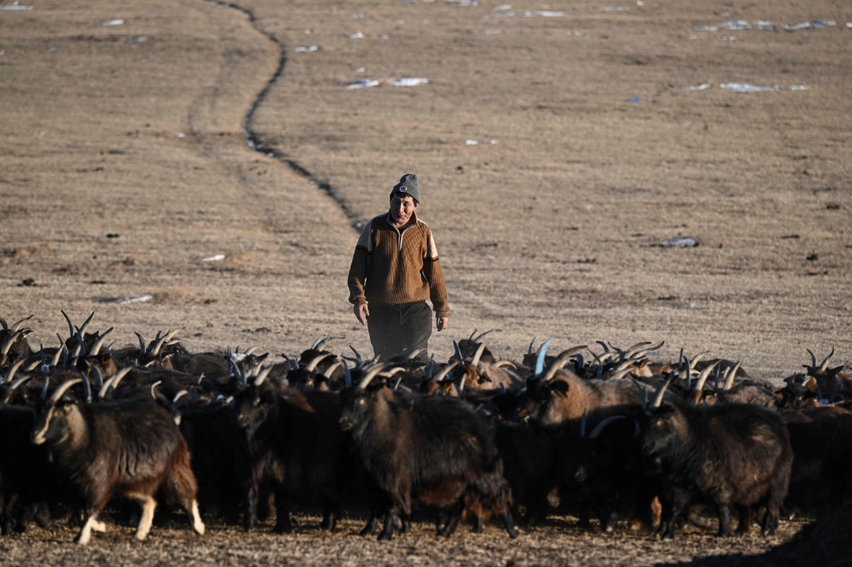 Mongolian herder Zandan Lkhamsuren shepherds his remaining goats in Kharkhorin, in the central province of Ovorkhangai, on February 19, 2025, after a devastating winter wiped out virtually his entire sheep flock. (AFP)