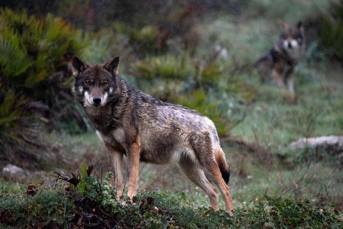 Spain reverses ban on hunting wolves in north