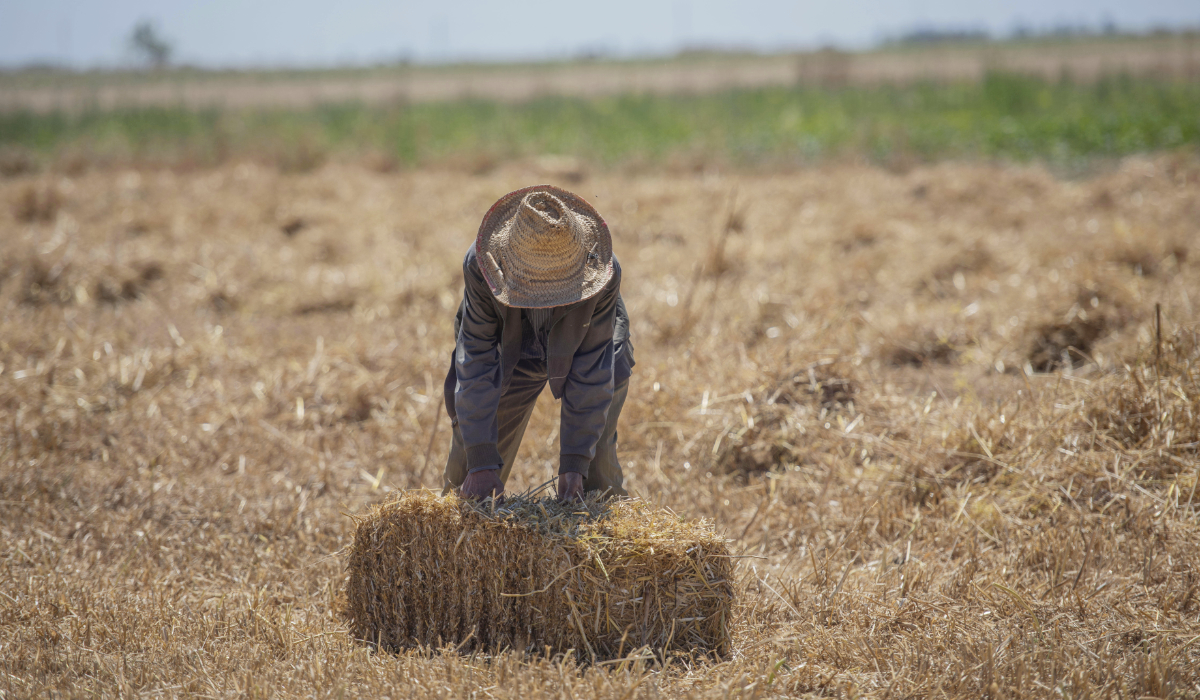 A farmer works in a wheat field on the outskirts of Kenitra, Morocco, Friday, June 21, 2024. (AP)