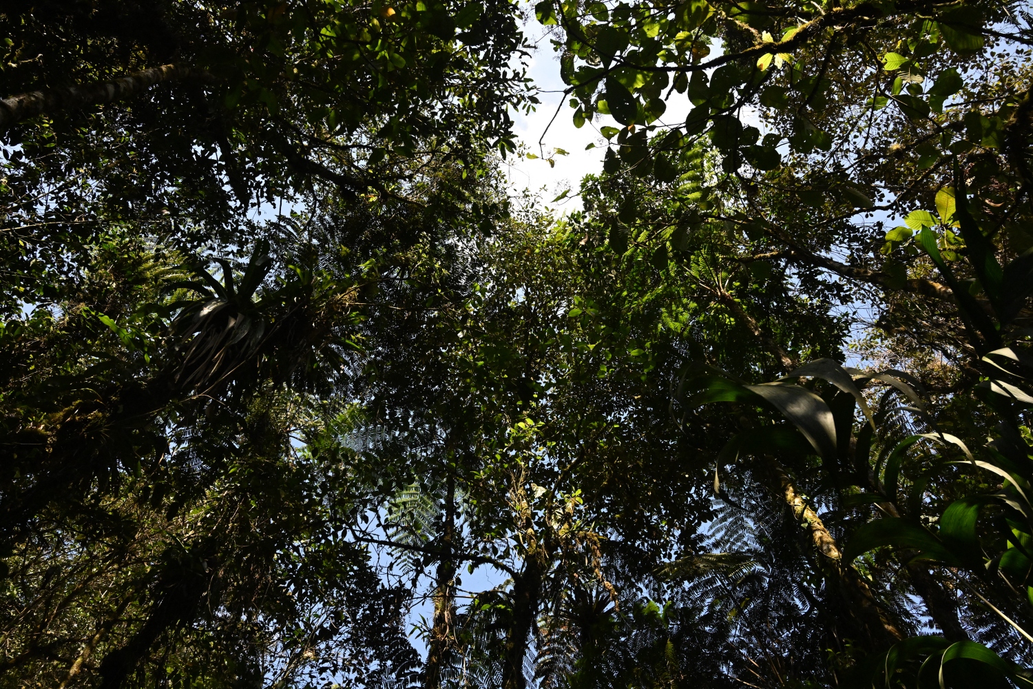 Forests are key to make global agrifood systems more efficient, inclusive, resilient and sustainable (File/AFP)